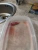IMG_3921.jpeg