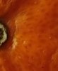 IMG_20240402_074811~2.jpg