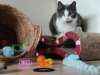 IMG_20240415_133011_Bokeh.jpg