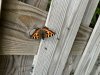 IMG_3868.jpeg