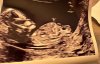 IMG_8775.jpeg