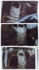 20250402_123928-COLLAGE.jpg