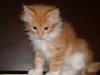 Cat-MaineCoon-Cookie.jpg