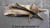 pheosia_tremula_hs12_1469.jpg
