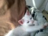 Gato 026.jpg