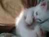 Gato 029.jpg