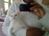 Gato 075.jpg