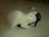 Gato 059.jpg