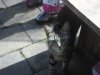poes 002.jpg