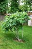 Big-fig-tree.jpg