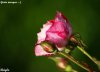 IMG_5556.jpg
