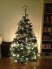 Kerstboompje.jpg