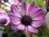 DSCF6591.jpg