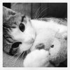 http__distilleryimage2.s3.amazonaws.com_8b3fbc4a195411e290ea1231380f301e_7.jpg
