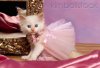 KimballStock_CAT-03-RK1027-03.jpg