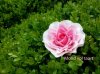 IMG_20140713_070208.jpg