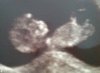 Baby 11 weken, 4.5 cm groot.jpg