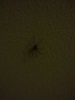IMG-20140905-WA0003.jpg