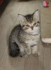 kater selkirk rex.jpg