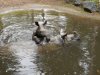 DIERENTUIN 080.jpg