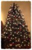 kerstboom.jpg
