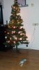 kerstboom.jpg