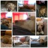 PhotoGrid_1427213899226.jpg