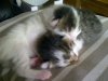kittenmeisje.jpg
