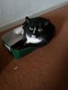 de heetste kat die er is.jpg