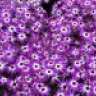 Senetti