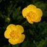Buttercup