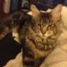 Maine Coon cats