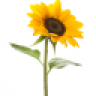Sunflower87