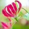 Gloriosa