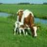Koetje77