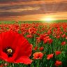poppysun