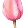 AnnemiekHorst