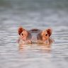 Hippopotamus