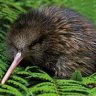 kiwi2000