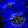 BlauwBloempje