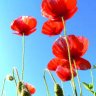 coquelicot