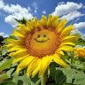 zonnebloem2000