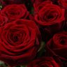 FlowerRose
