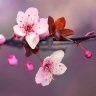 Blossom01