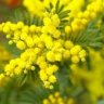 Mimosa