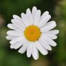 SophieA