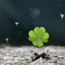 19Clover85