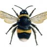 Bumblebeetje