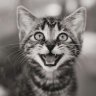 Poes91