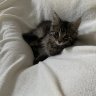 Keekee